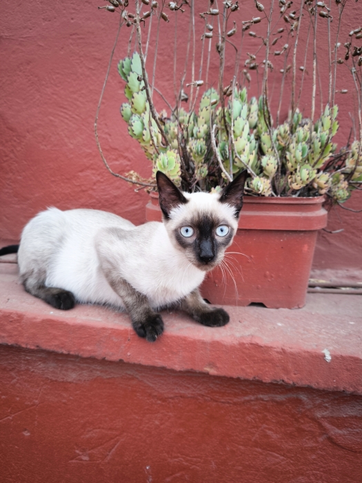 Chat Siamois Mâle