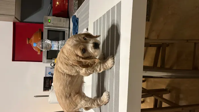 Chiots cocker spaniel
