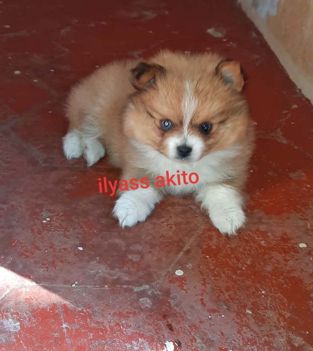 spitz