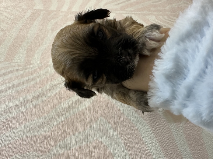Chiot a vendre