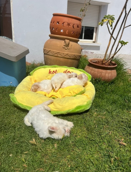 Bichon Maltais 💥
