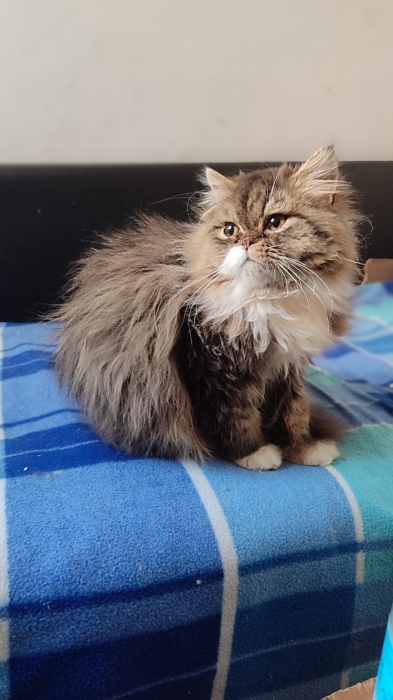 Chaton persan male