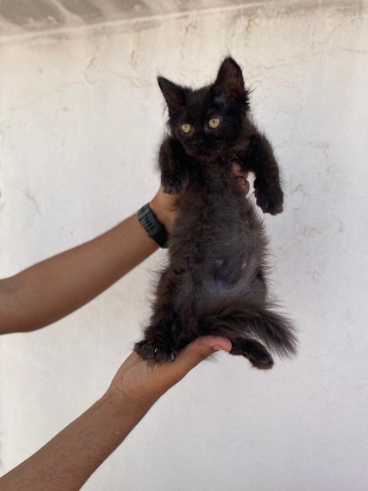Chaton Shirazi noir