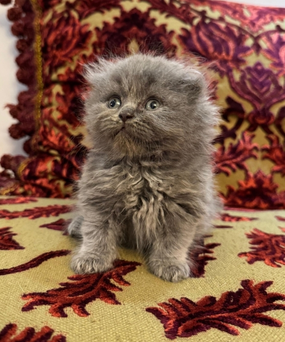 scottish fold