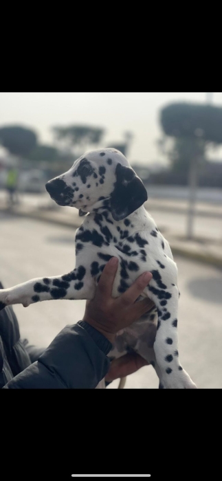 dalmatien