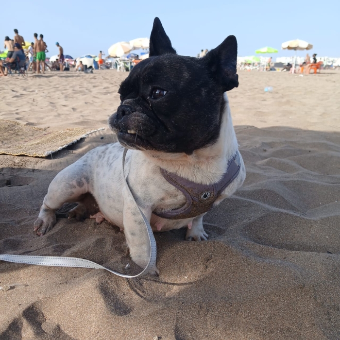 Buldog français