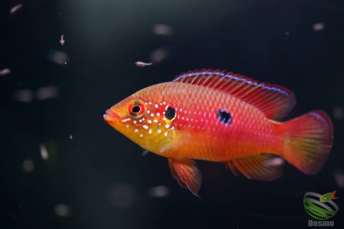 Cichlidé joyaux