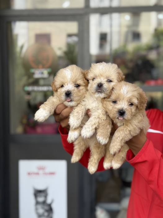 Bichon havanais