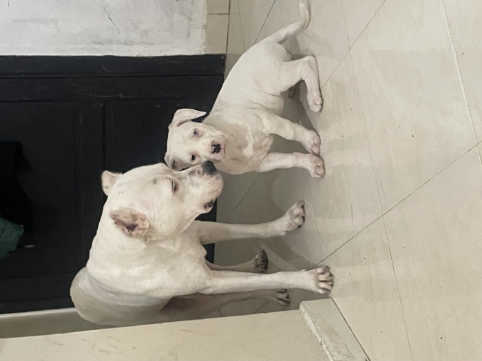 Dog argentin