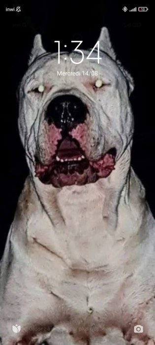 Dog argentin