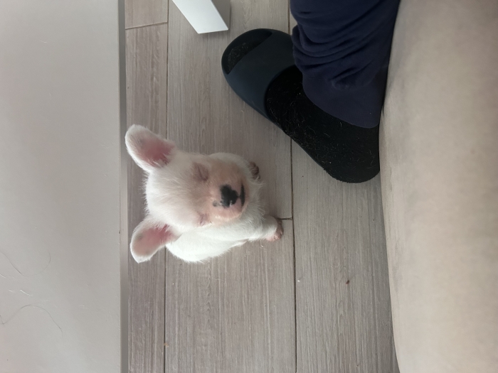 Chiot petite taille
