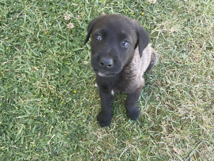 Malinois