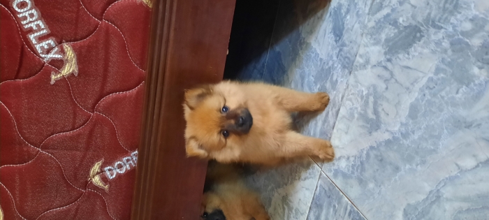 Spitz mâle
