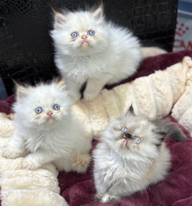 Persan chaton