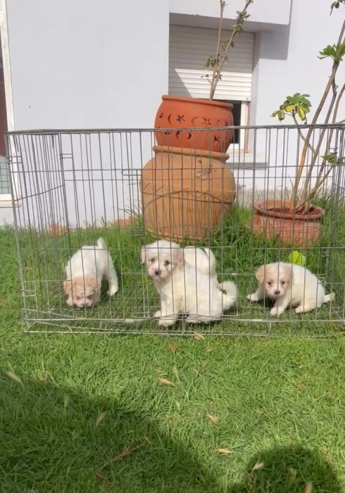Bichon Maltais 💥