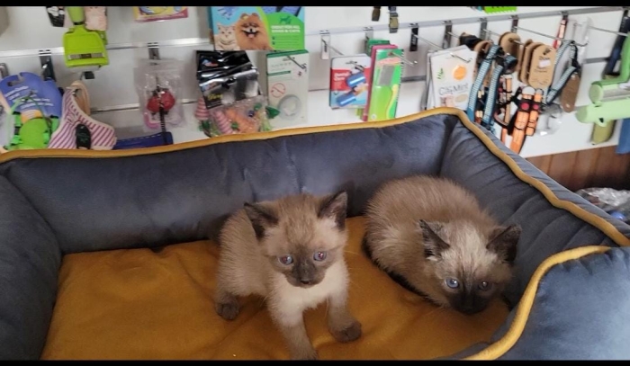 Chatons siamois