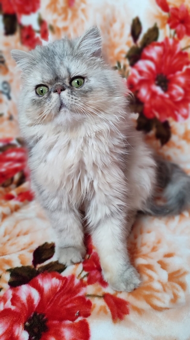 Femelle chinchilla