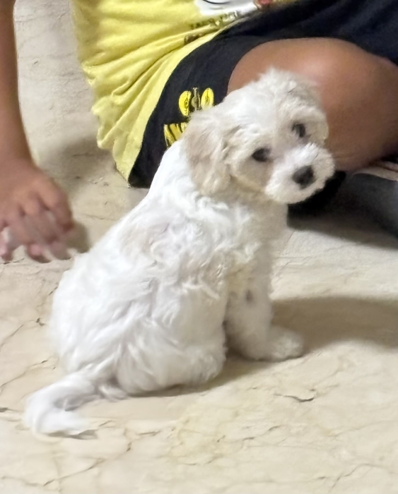 Bichon maltais 2 mois et demi