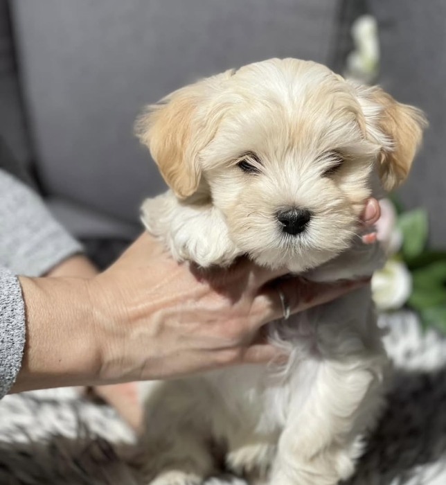 Bichon maltais toy