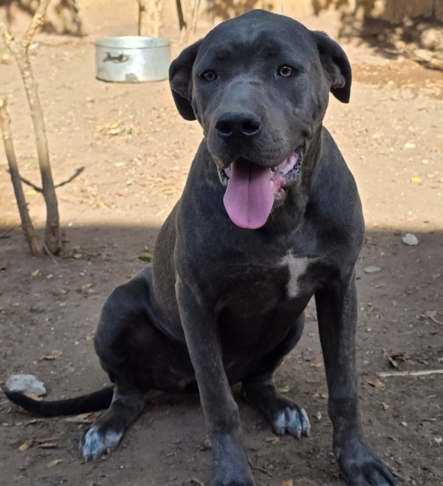 Cane Corso gris femelle 10 mois