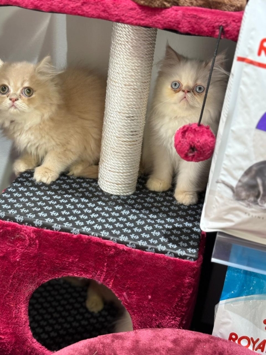 Persan chaton