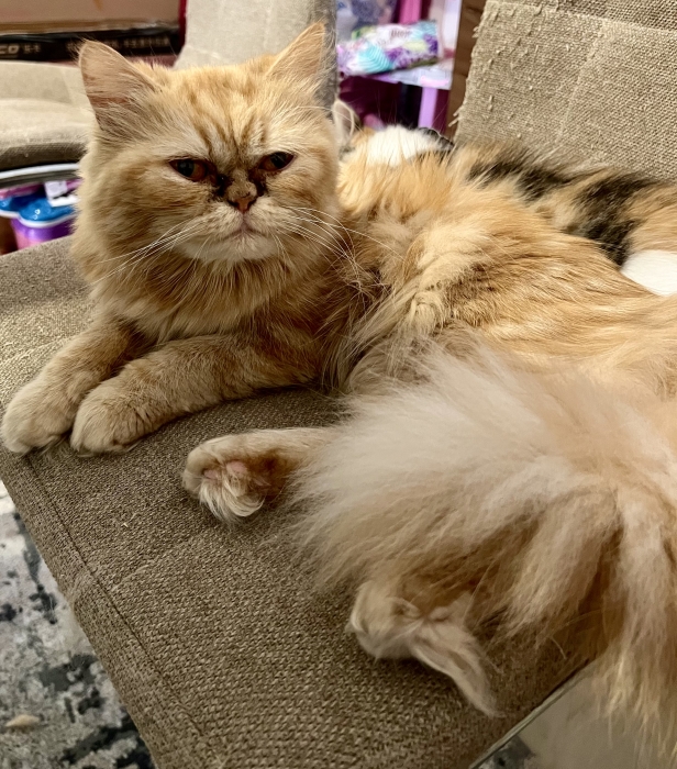 Beautiful Purebred Persian Cat