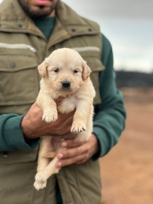 Golden Retriever