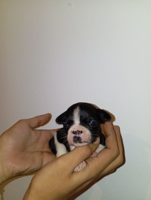 Bulldog