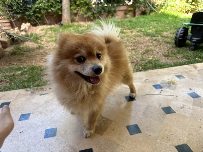 Spitz nain
