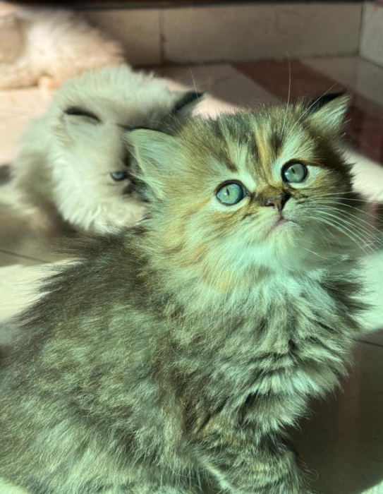chat persan