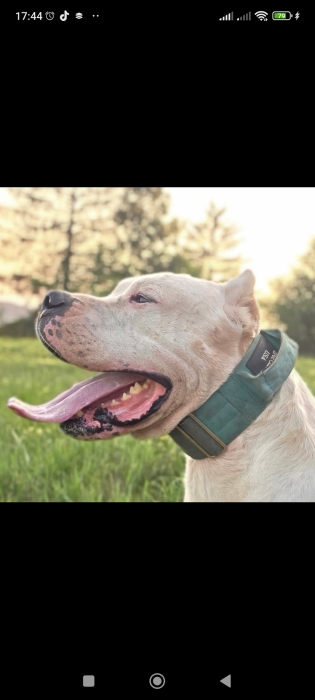 Dog argentine