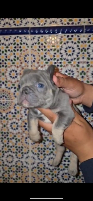 bulldog francais exotique