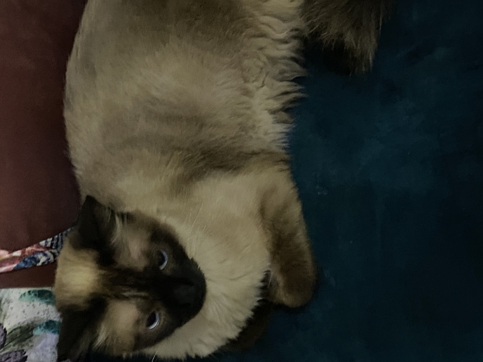 Siamois