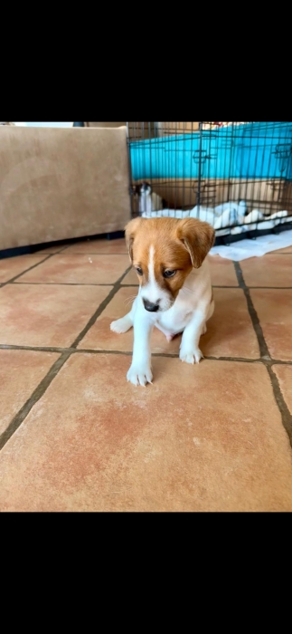 Jack russel terrier