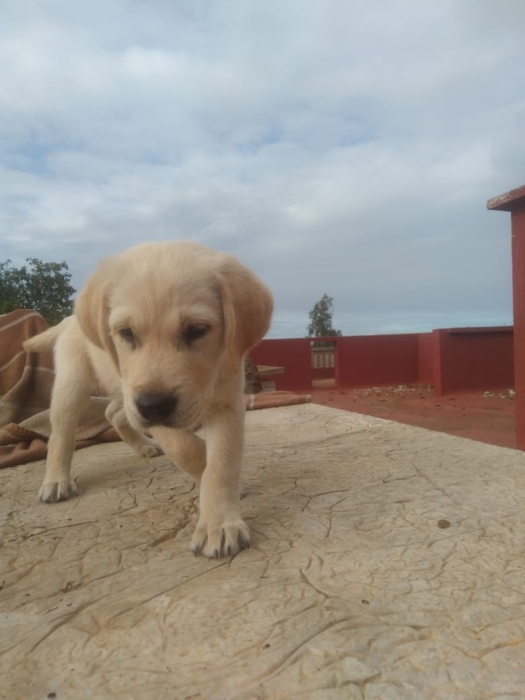 Labrador pur 100%