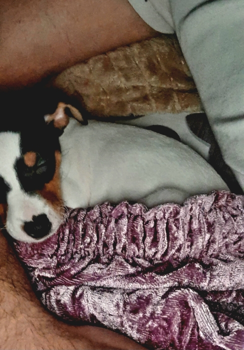 Chiots Jack Russell