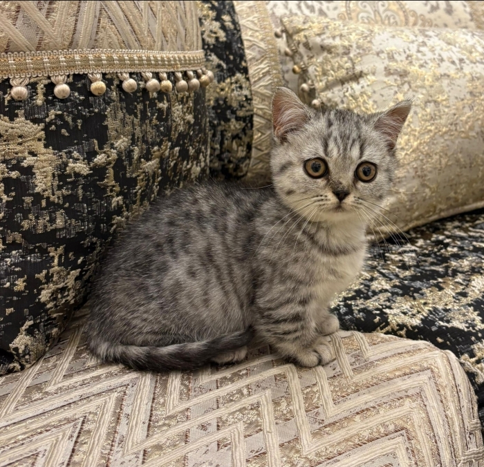 munchkin