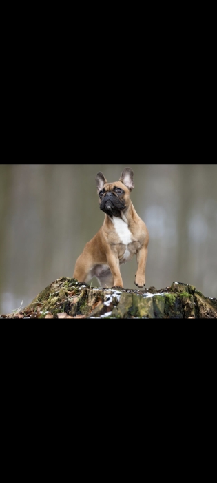 Bull dog français