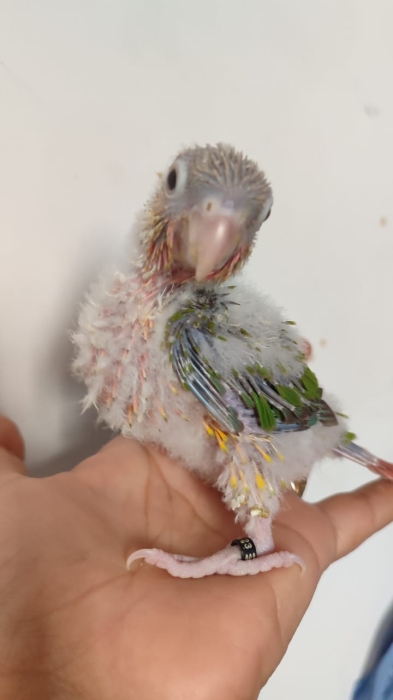 Bébé molinae ananas
