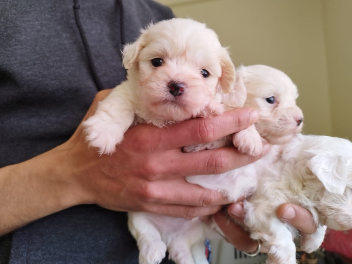 Bichon maltais nain