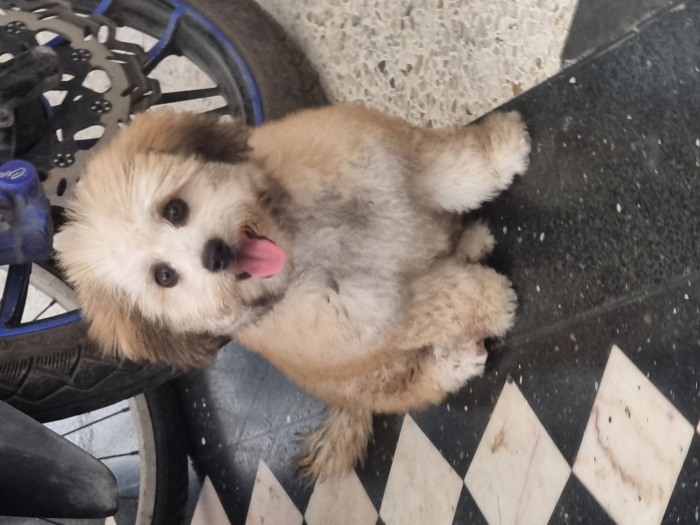 Bichon havanais