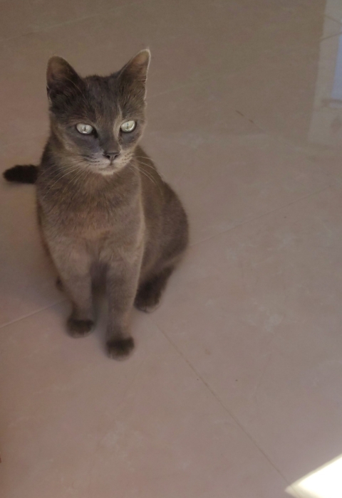 Korat