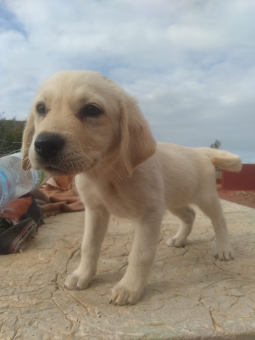 Labrador pur 100%