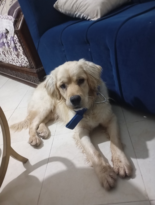 Golden retriever