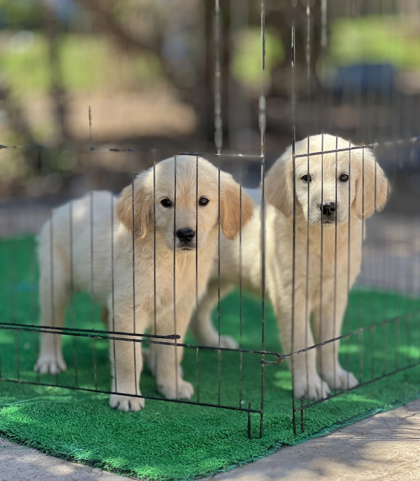 Golden Retriever