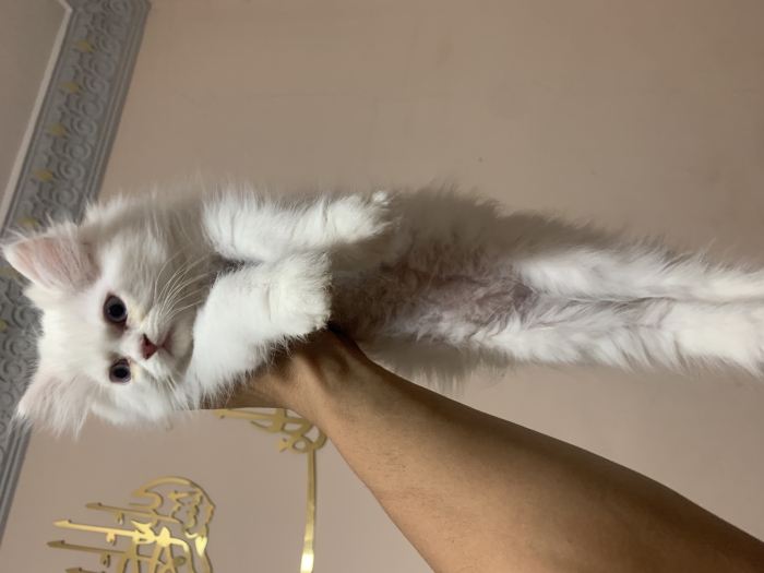 Chat persan