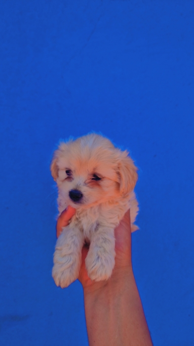 Chiots bichon