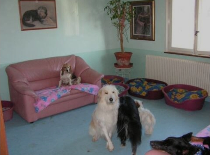 Pension canine
