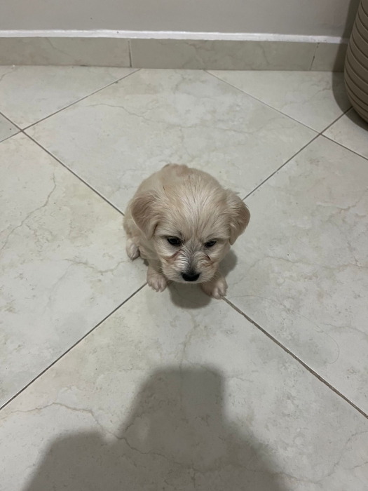 Bichon avec tous accessoire. Voir l’annonce en bas
