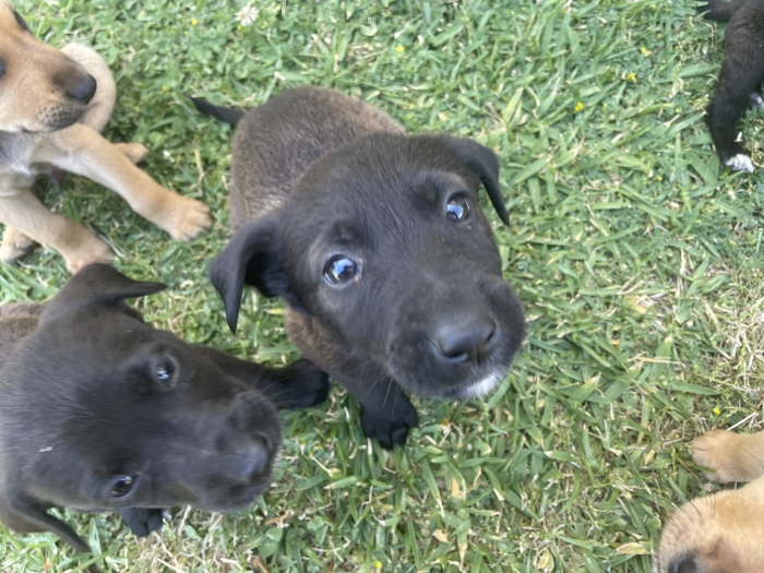 Malinois